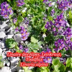 Alpine Plants Photos by Iris