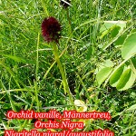 Vanilla Orchid, alpine flora and fauna