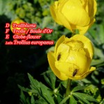 Trollius, from Scandinavia, god Troll, the ancient Swedes called  it Devil-flower