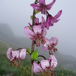 Alpine flowers in the European Alps