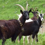 European Alps, goats with bells