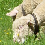 In the Swiss Alsp, sheep have bells too