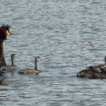 Birdwatching at Lake Alexandrina