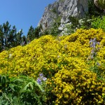 Botanical alpine wonders