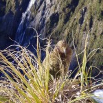 Wildlife in New Zealand