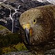 Kea perroquet endémique de la NZ