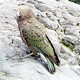 Kea mountain Parrot
